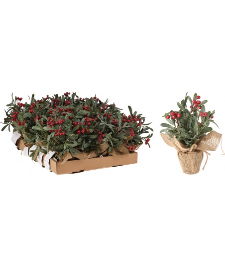 Augalas 23cm, džiuto vazone